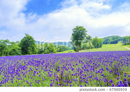 Summer lavender blooming plateau 67980939