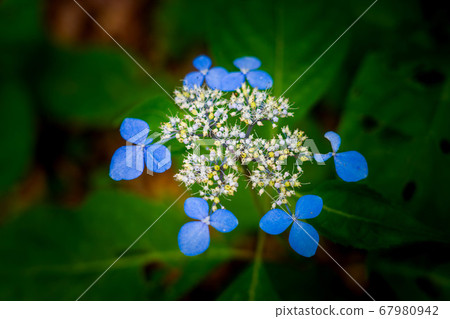 Ezo hydrangea 67980942