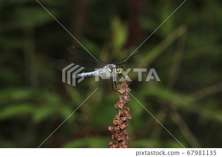 Kofukitombo 67981135