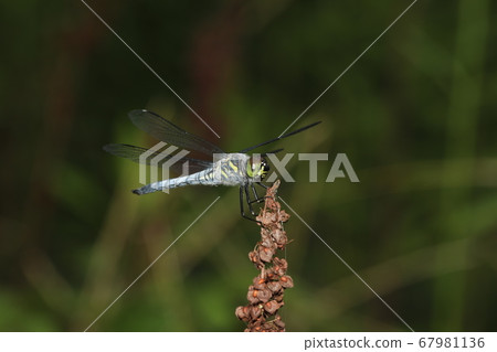 Kofukitombo Kofukitombo 67981136