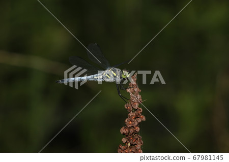 Kofukitombo 67981145