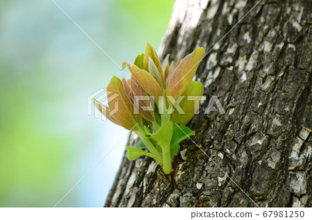 Persimmon tree trunk blown Persimmon tree trunk blown 67981250
