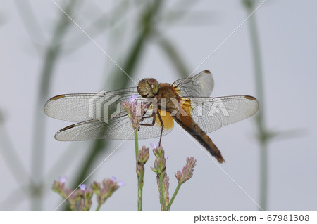 Shoujo dragonfly Shoujo dragonfly 67981308