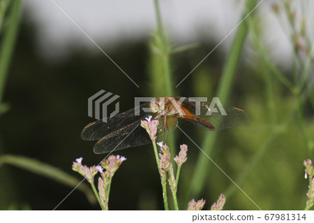 Shoujo dragonfly 67981314