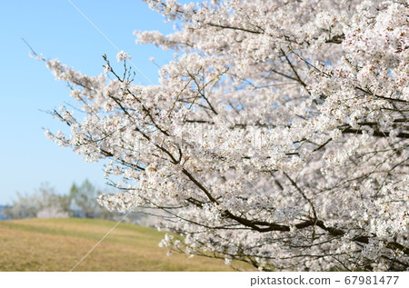 Spring cherry tree full bloom Spring cherry tree full bloom 67981477