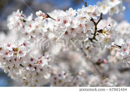 春天櫻花盛開 67981484