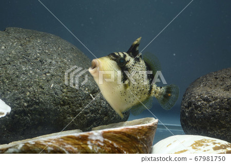 Sesame trigger yawning triggerfish Kawahagi Sesame trigger yawning triggerfish Kawahagi 67981750