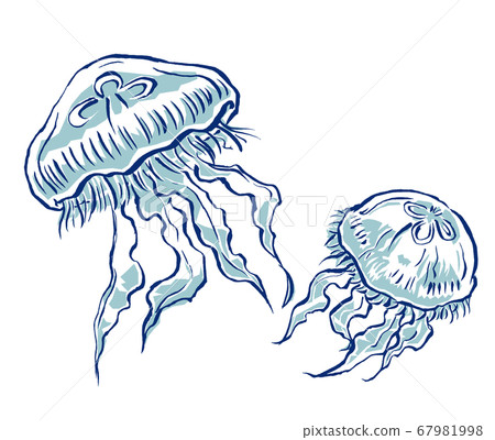 兩個游泳水母同伴，用兩種顏色繪製 67981998