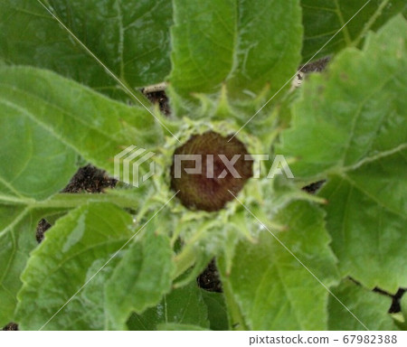 Sunflower bud 67982388