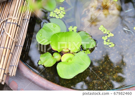 Waterweed water hyacinth. Waterweed water hyacinth floating in a water lily bowl. 67982460