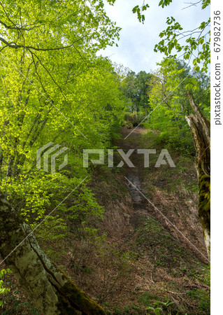 新鮮的綠色Okutone水源森林新鮮的綠色山毛櫸森林群馬縣水上町 新鮮的綠色Okutone水源森林新鮮的綠色山毛櫸森林群馬縣水上町 67982736