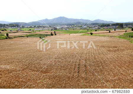 Wheat field Ibaraki Sakuragawa Wheat field Ibaraki Sakuragawa 67982880