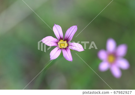 Niwazekishou 67982927