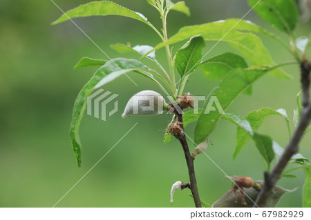 Almond 67982929