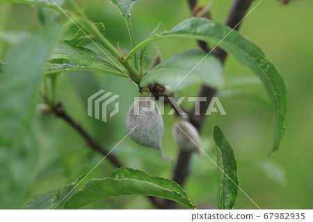 Almond Almond 67982935