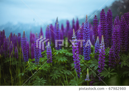 A gloomy landscape with a field of lupins in the mountains A gloomy landscape with a field of lupins in the mountains 67982980