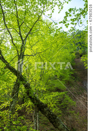 Fresh green Okutone water source forest Fresh green beech forest Minakami Town, Gunma Prefecture 67983016