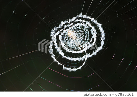 Nest of a companion to a Japanese spider Nest of a companion to a Japanese spider 67983161