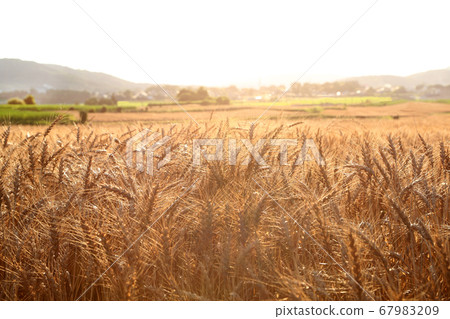Wheat field Ibaraki Sakuragawa 67983209