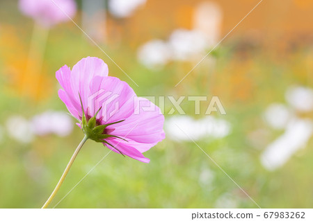 久米的宇宙 67983262