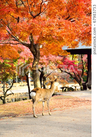 鹿在秋天的落葉下行走 67983753