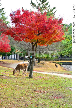 Deer under the autumn leaves 67983755