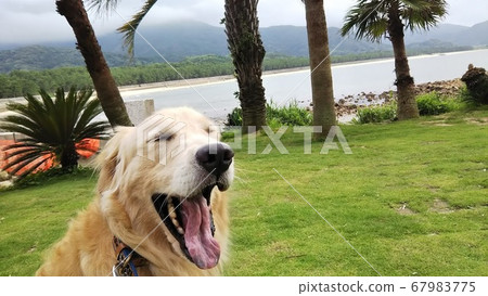Golden retriever yawning by the sea 67983775