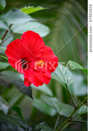 Hibiscus Hibiscus 67983828