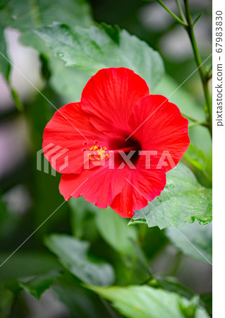 Hibiscus Hibiscus 67983830