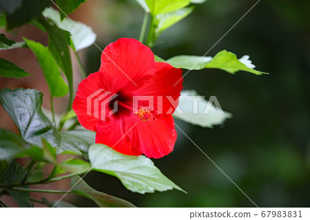 Hibiscus Hibiscus 67983831