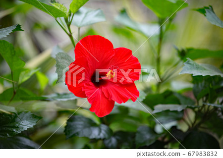 Hibiscus Hibiscus 67983832