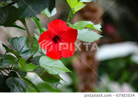 Hibiscus Hibiscus 67983834