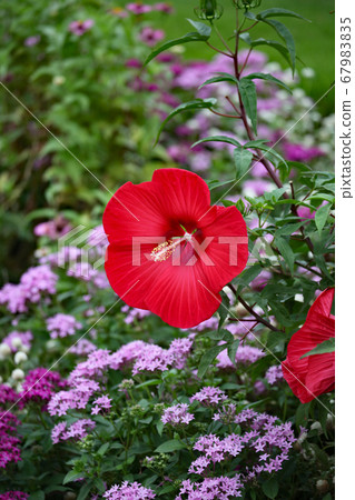 Hibiscus Hibiscus 67983835