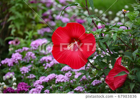 Hibiscus Hibiscus 67983836