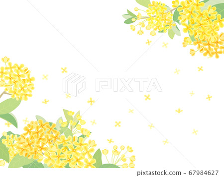 Kinmokusei Kinmokusei 67984627