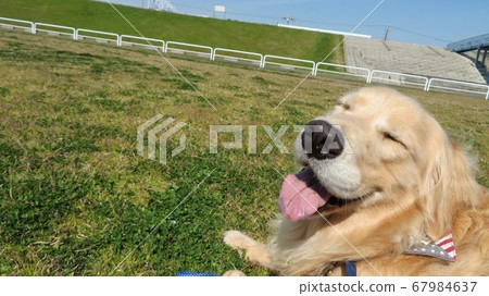 Relaxing Golden Retriever after playing 67984637