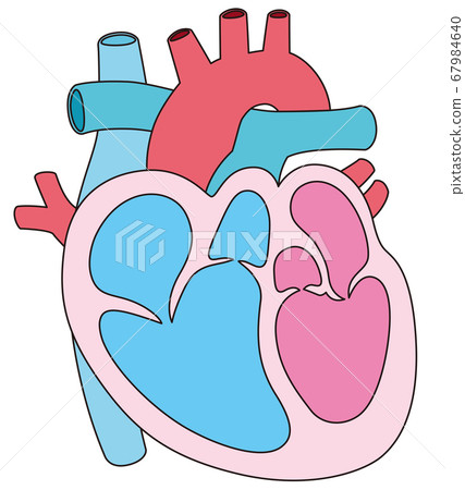 Heart cross section 67984640