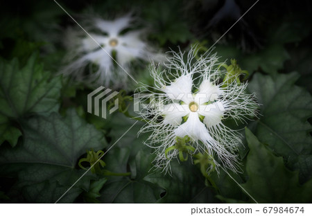 Cauliflower flowers 67984674
