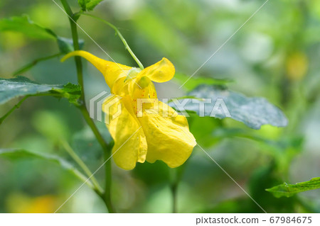 Flower of Tree Fist 67984675