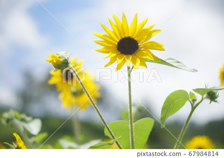 Sunflower field 67984814