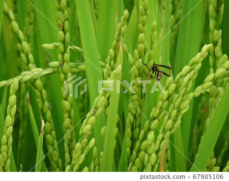 水稻等待收穫 水稻等待收穫 67985106