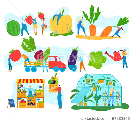Farm harvest of organic vegetables, tiny people gathering crops or agriculture vector illustrations set. Farming, harvesting, collecting. Farm harvest of organic vegetables, tiny people gathering crops or agriculture vector illustrations set. Farming, harvesting, collecting. 67985840