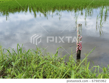 Egg of Jumbo Tanish 67985962