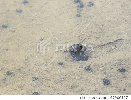 Jumbo snail in the rice field Jumbo snail in the rice field 67986167