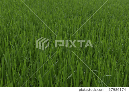 農村的作物水稻田 67986174