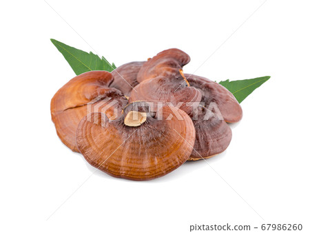 Ganoderma Lucidum Mushroom an isolated on white Ganoderma Lucidum Mushroom an isolated on white 67986260