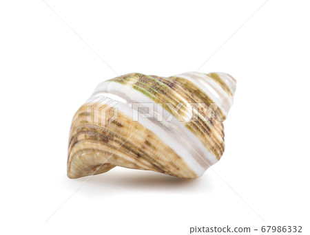 Sea shell an isolated on white background 67986332