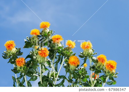 Safflower flowers under the blue sky 67986347
