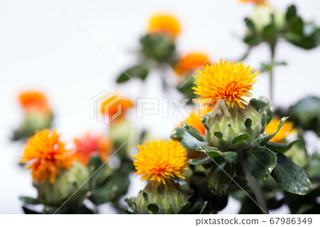 紅花在白色背景上的特寫 67986349