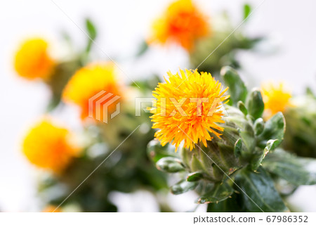 紅花在白色背景上的特寫 67986352